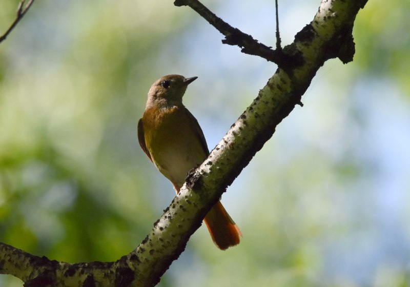 Обыкновенная горихвостка (Phoenicurus Phoenicurus)