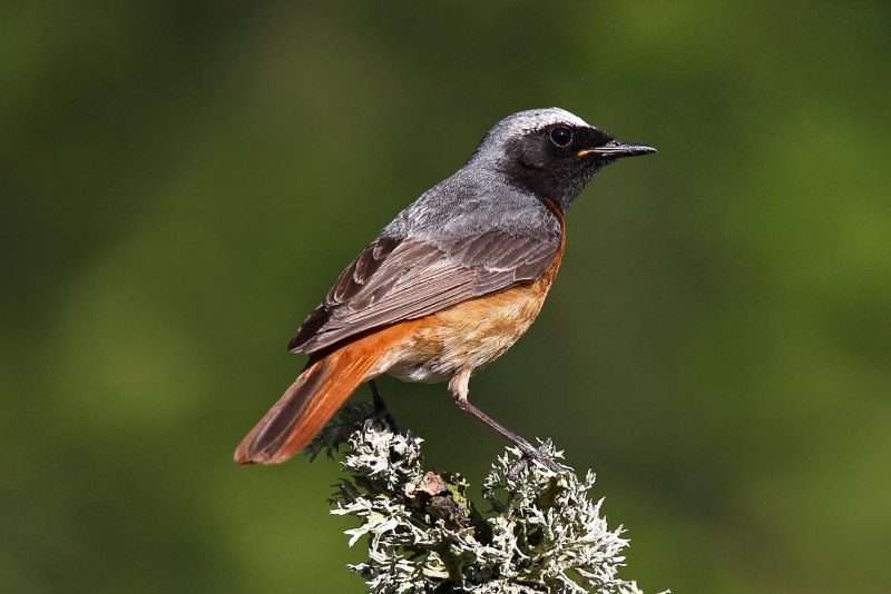 Обыкновенная горихвостка (Phoenicurus Phoenicurus)