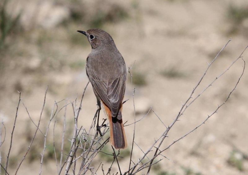 Сибирская горихвостка (Phoenicurus auroreus). Весна
