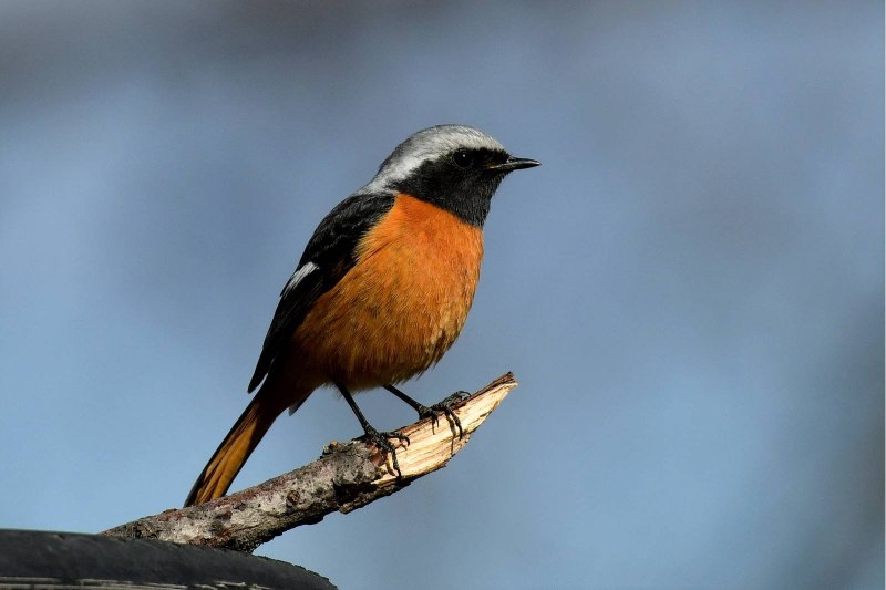 Сибирская горихвостка (Phoenicurus auroreus). Весна