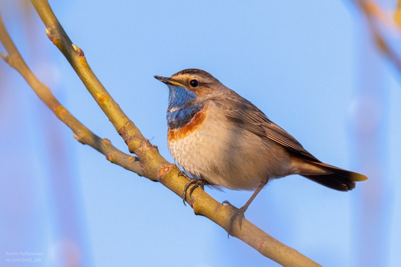 . Варакушка (Cyanosylvia svecica)