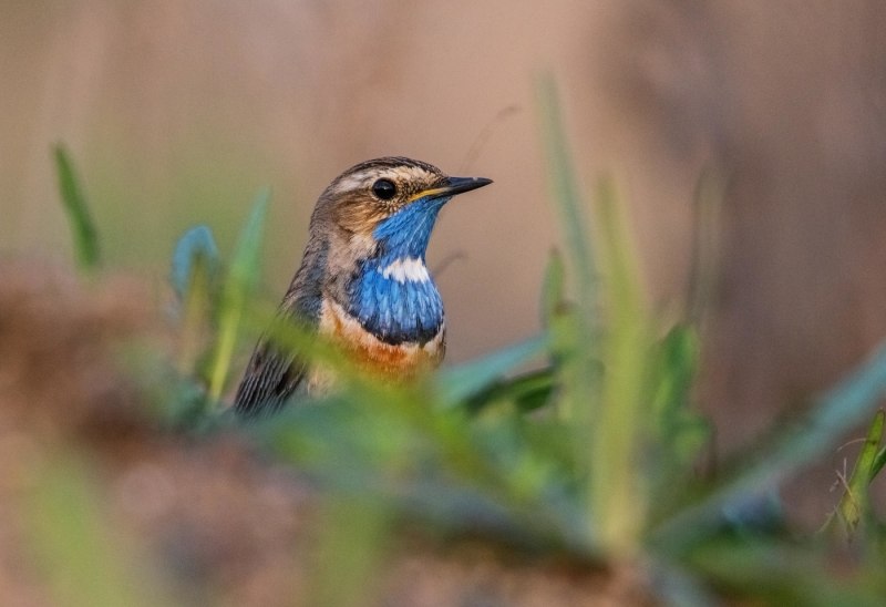 Варакушка (Luscinia svecica)