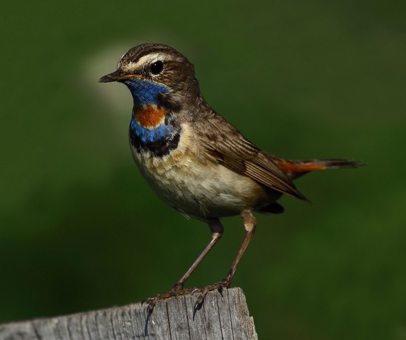 Luscinia Luscinia самец