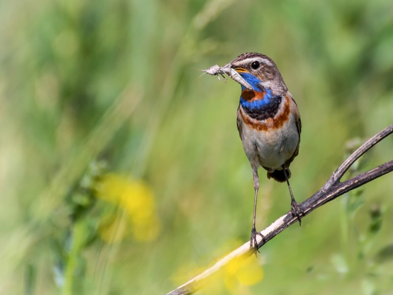 Luscinia svecica cyanecula
