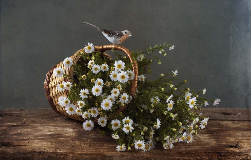 Природа птицы