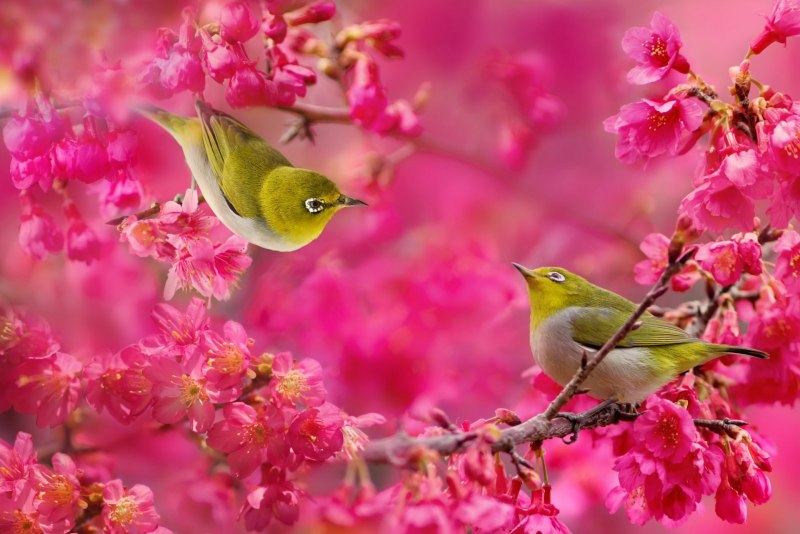 Природа птицы