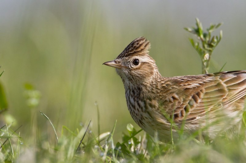 Жаворонок Lark-Bird