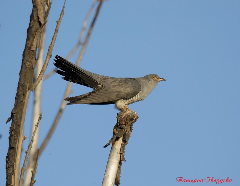 Птица Cuculus canorus