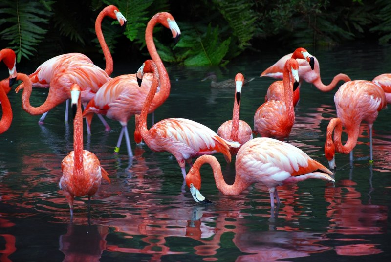 Flamingo, Флорида