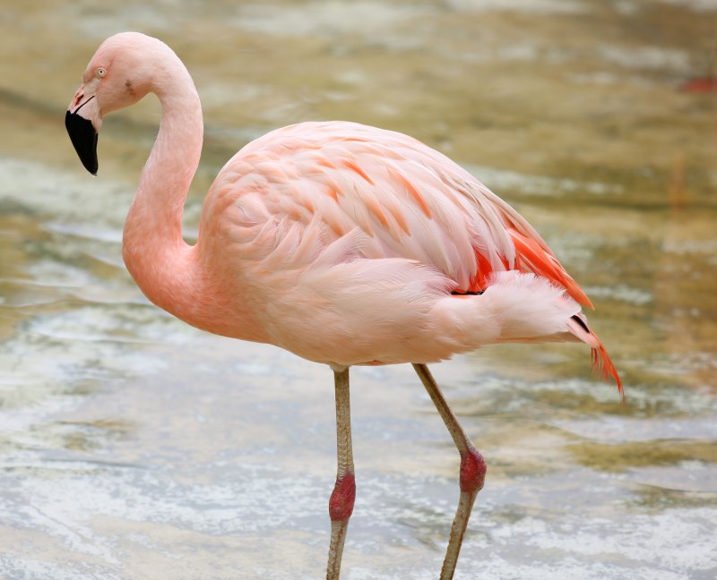 Обыкновенный Фламинго (розовый Фламинго) (Phoenicopterus roseus)