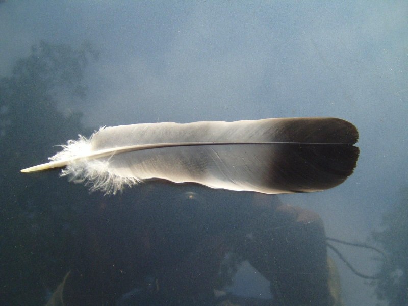 Feather pattern