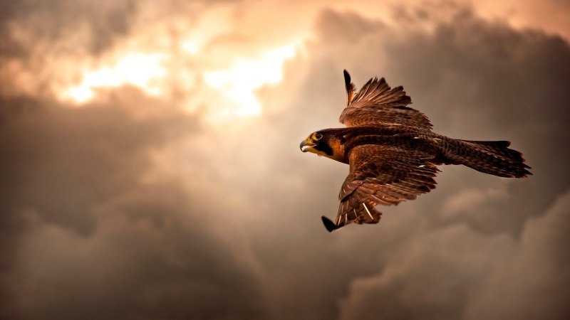 Hawk Headman