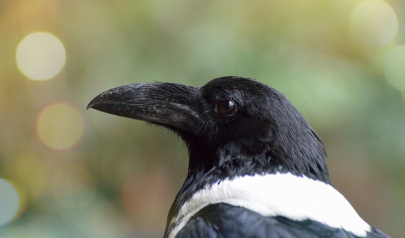 Rynchops flavirostris