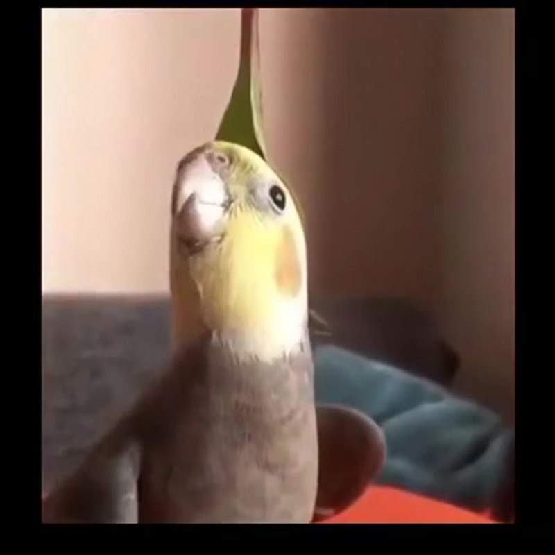 Сердце попугая