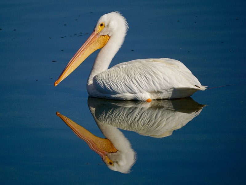 Pelecanus conspicillatus