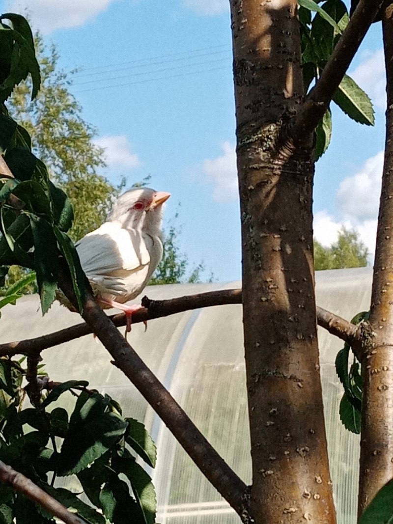 Попугай корелла