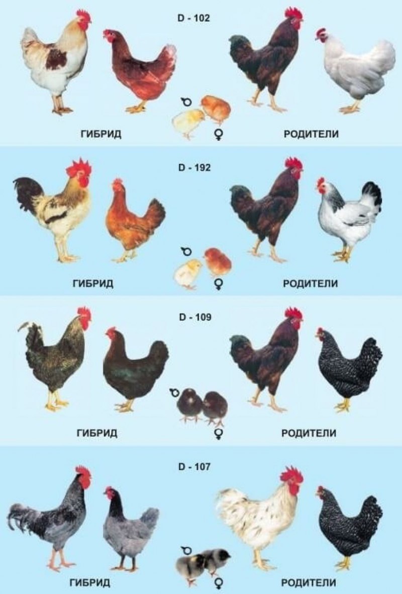 Куры несушки Доминант