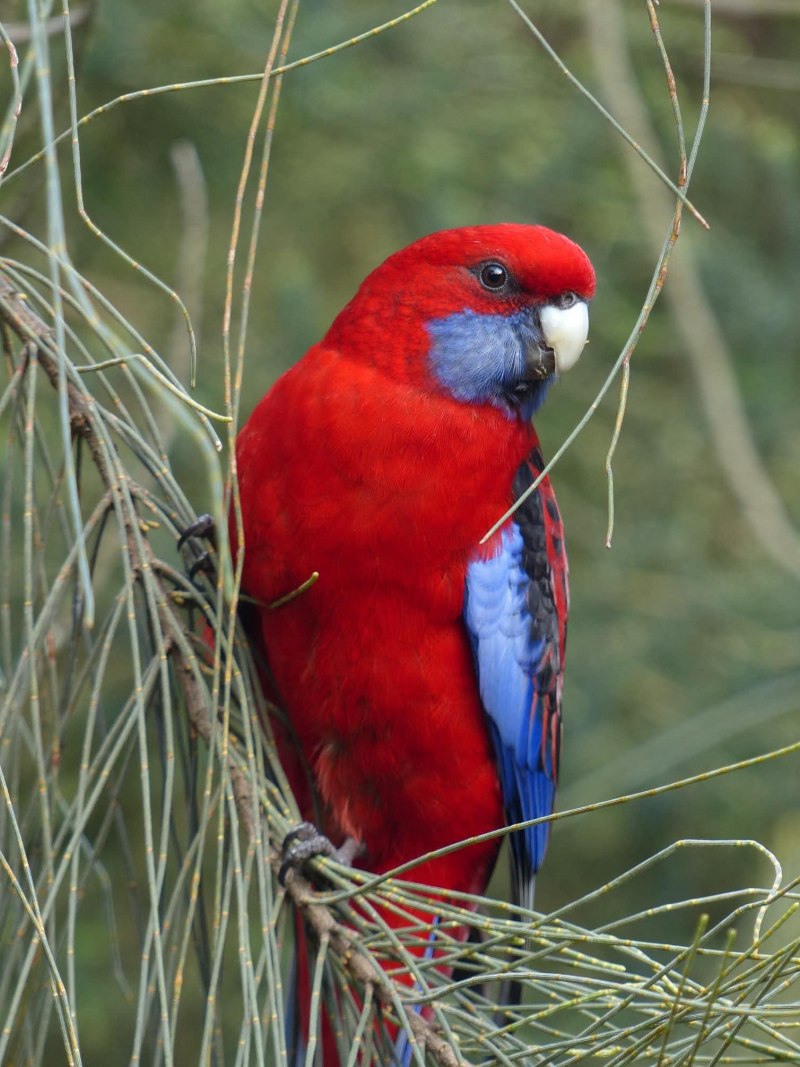 Попугай Розелла (Platycercus Eximius)