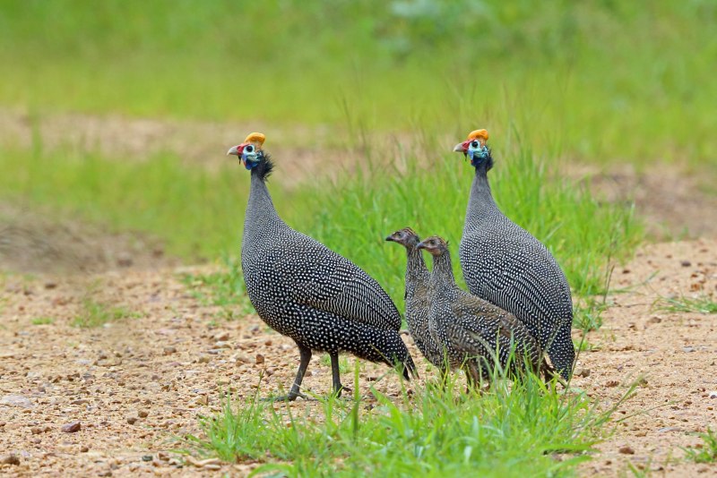 Numida meleagris