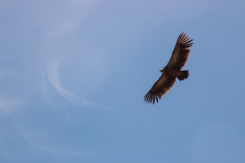 Орел в небе (60 фото)