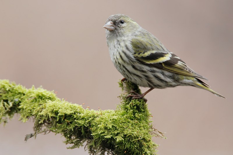 Чижик Siskin пыжик Мем
