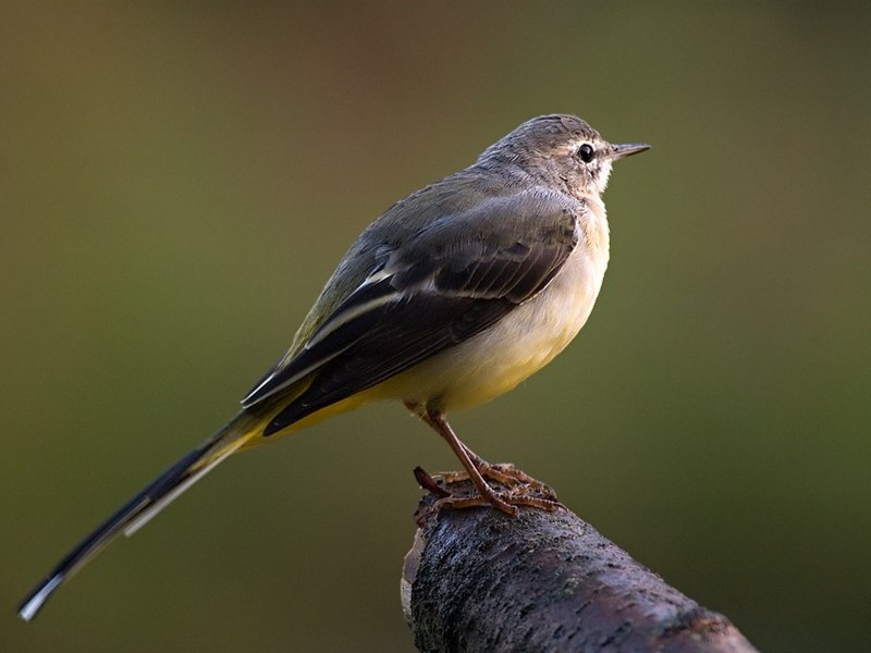 Зяблик (fringilla COELEBS)