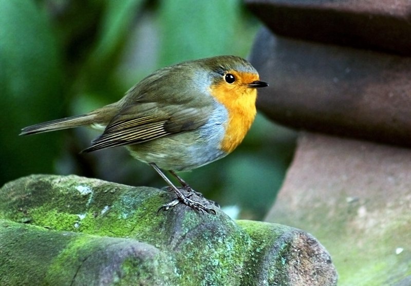 Robin Redbreast