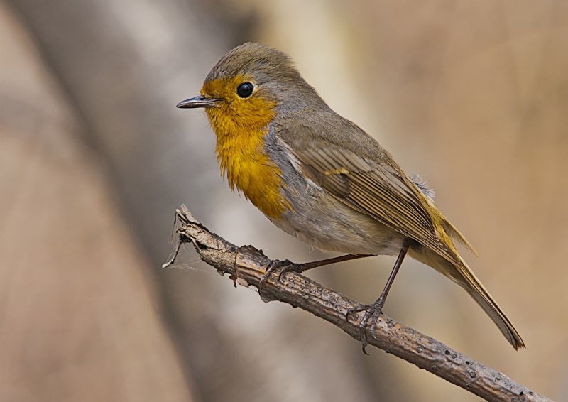 Red Robin Bird