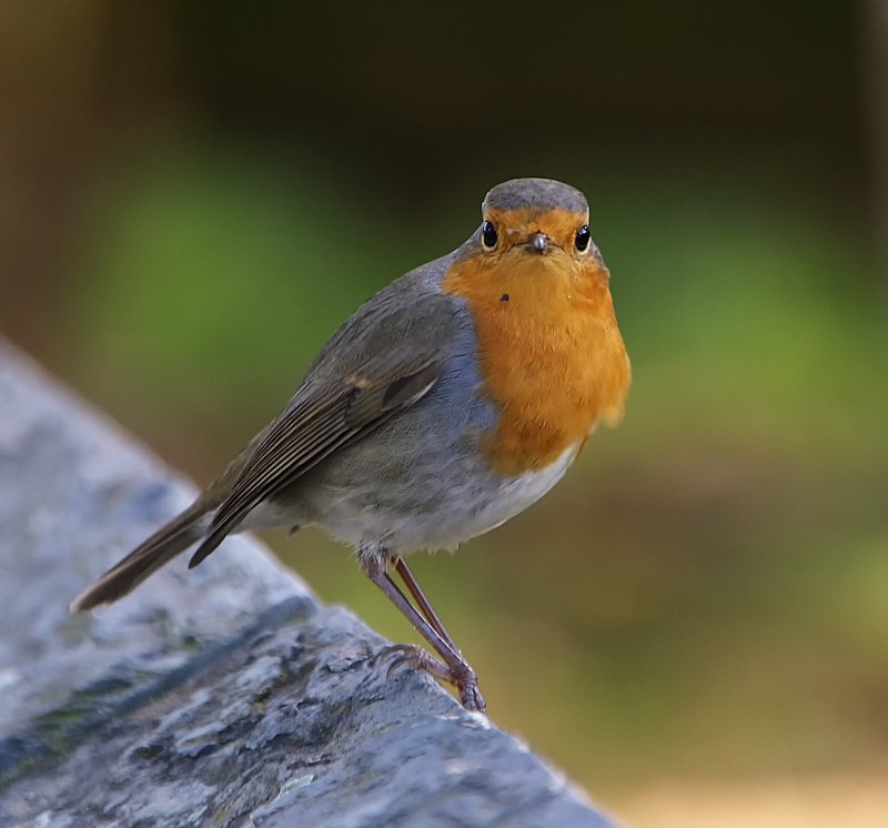 Robin Redbreast птица