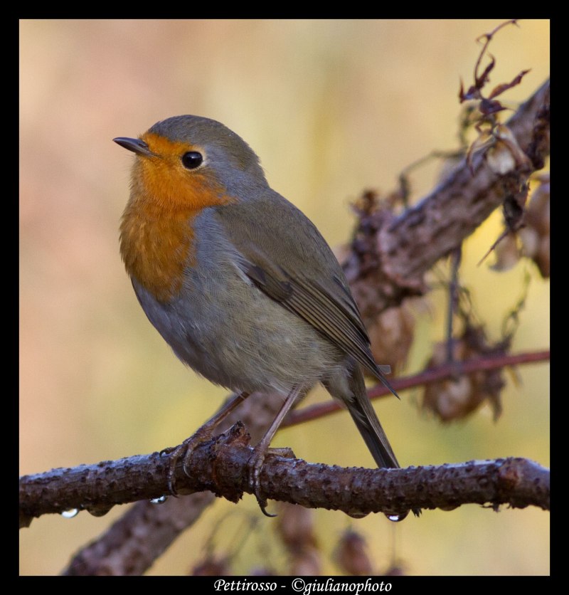Erithacus rubecula
