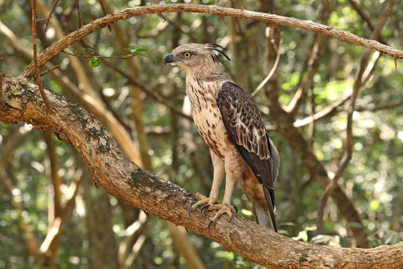 Spizaetus Isidori — южноамериканский орёл