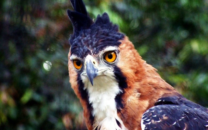 Spizaetus Isidori — южноамериканский орёл