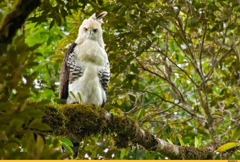 Spizaetus ornatus