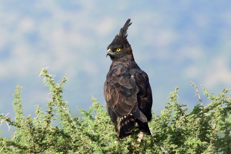 Japanese Mountain Hawk Eagle