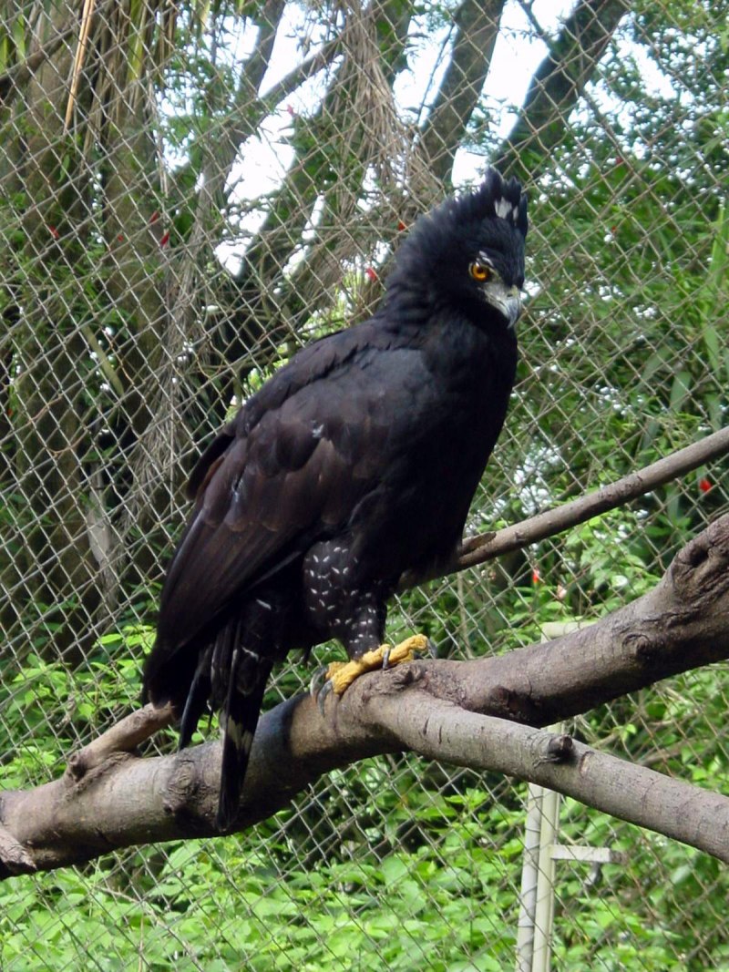 Hodgson's Hawk Eagle