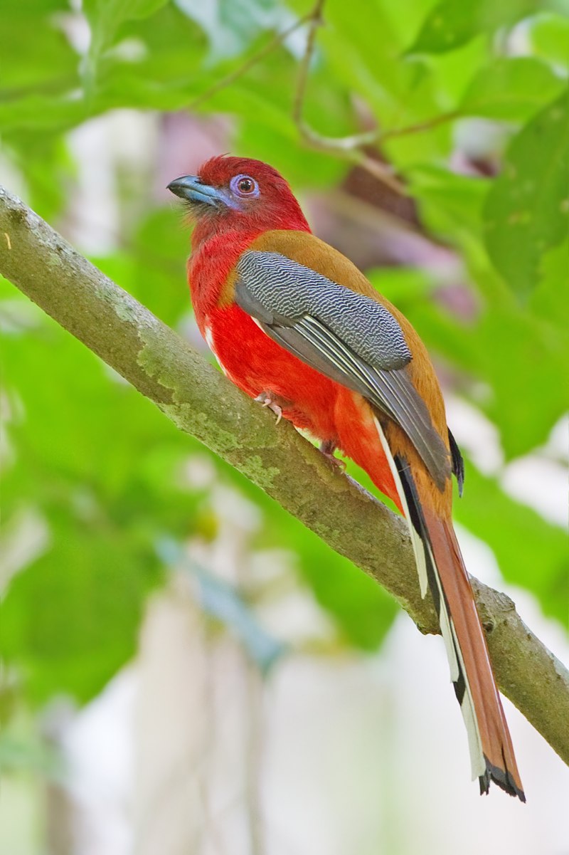 Масковый трогон (Trogon personatus).