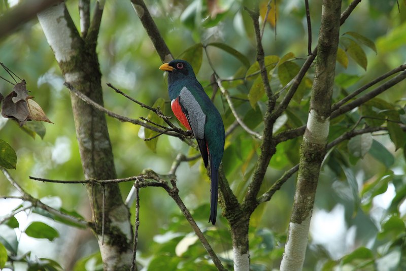 Trogon personatus