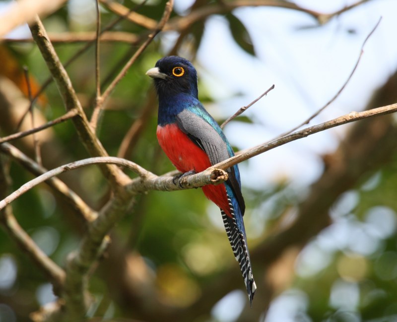 Trogon bairdii