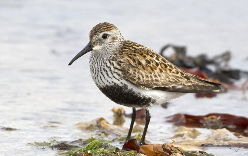 Чернозобик Calidris Alpina