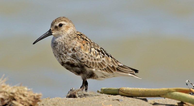 Чернозобик (Calidris Alpina) Dunlin
