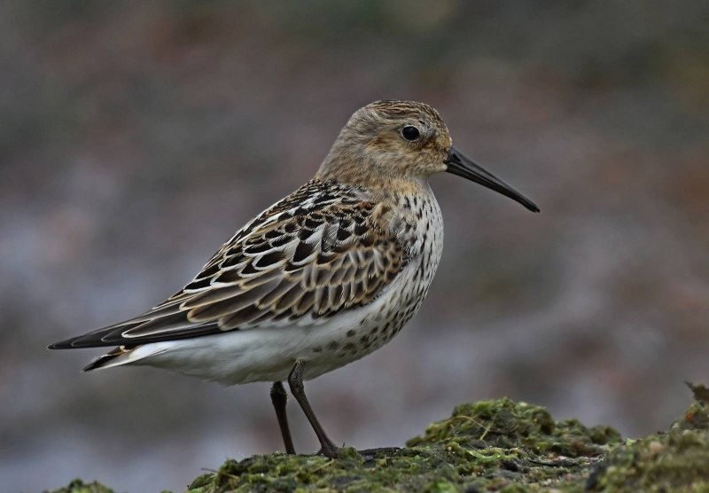 Чернозобик Calidris Alpina (Linnaeus, 1758)