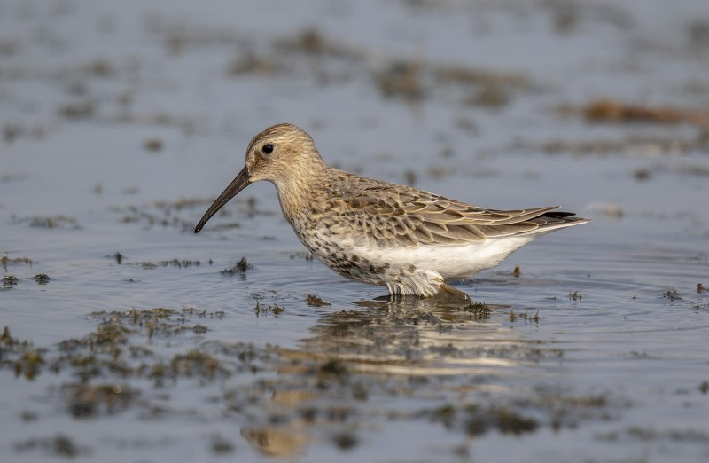 Чернозобик Calidris Alpina (Linnaeus, 1758)