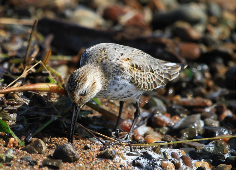 Чернозобик Calidris Alpina