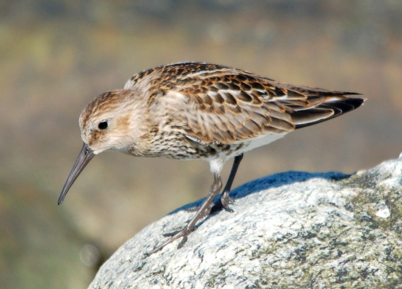Черногрудый (Calidris Alpina)