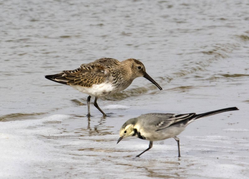 Чернозобик Calidris Alpina (Linnaeus, 1758)