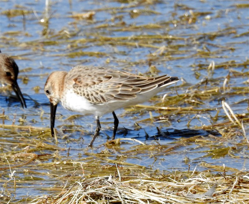Calidris Alpina