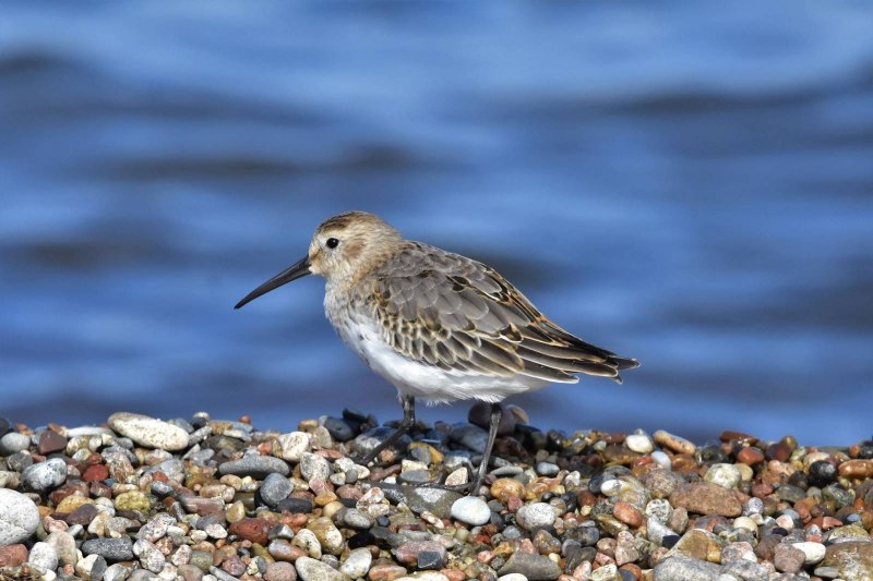 Чернозобик Calidris Alpina