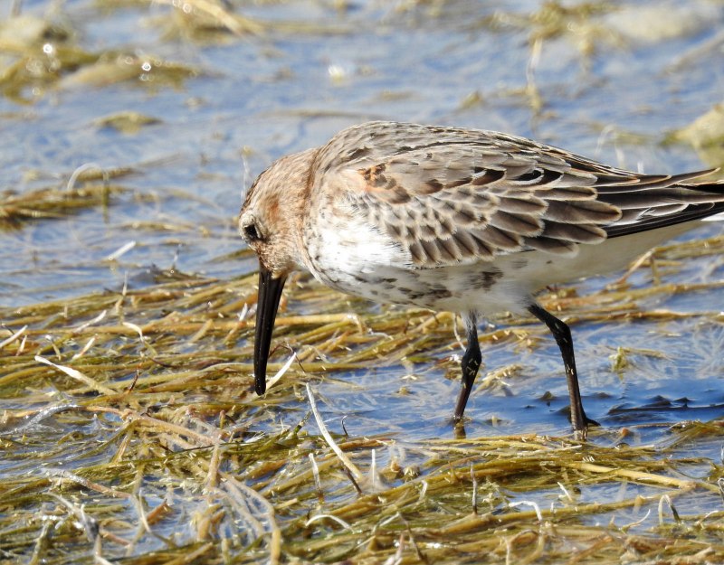 Чернозобик Calidris Alpina