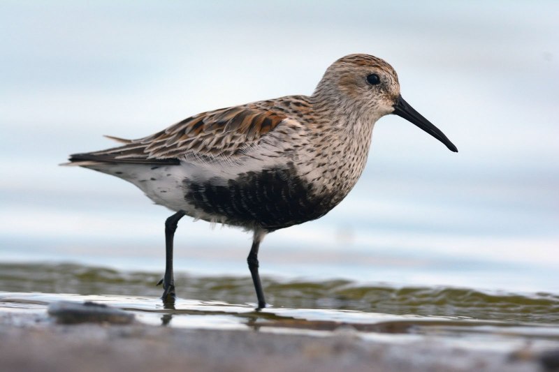 Чернозобик Calidris Alpina