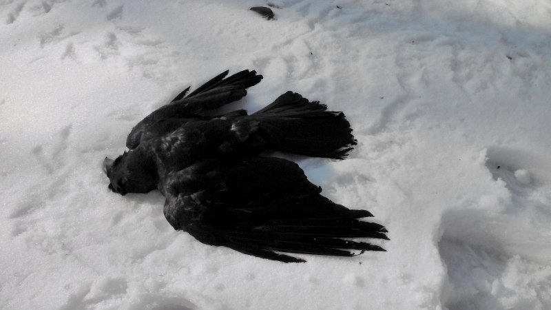 Ворона на еле зима доброе утро